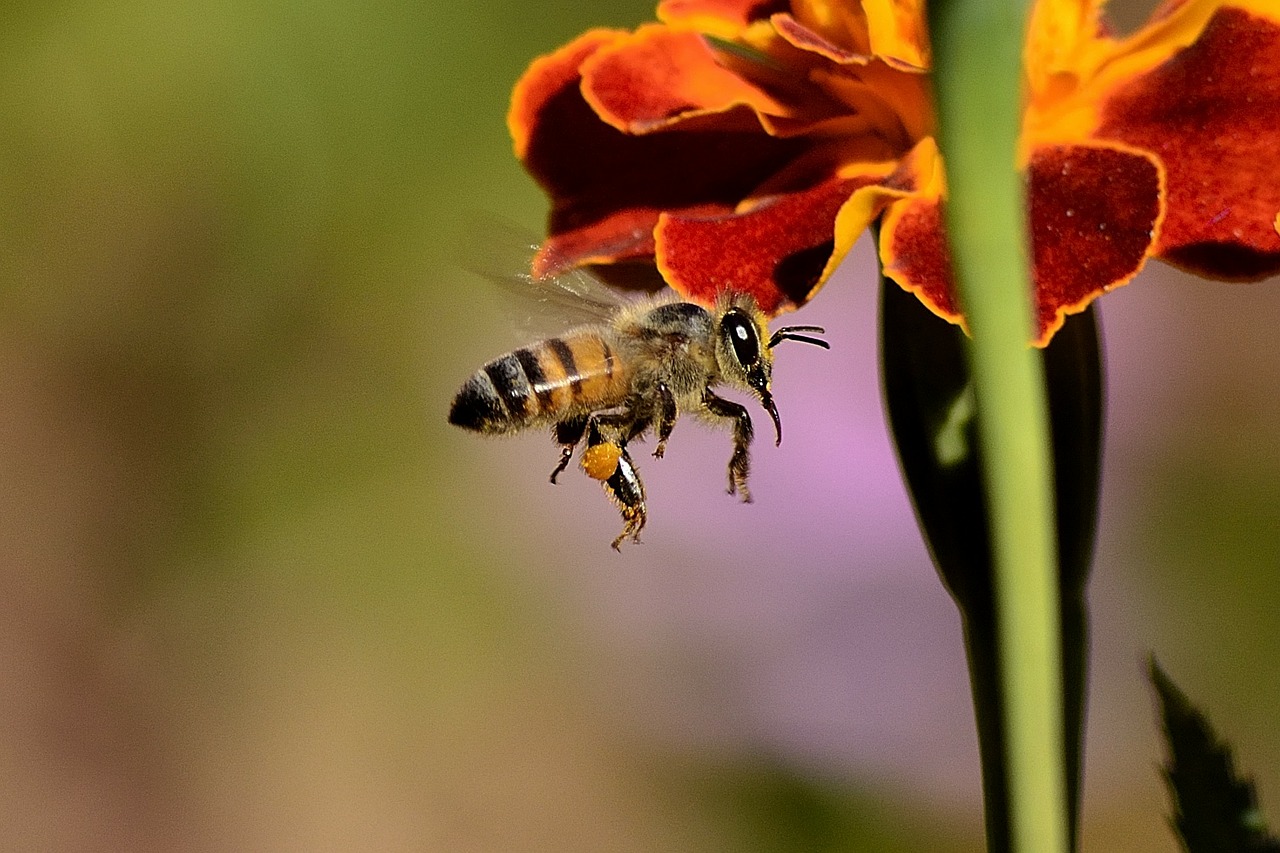 Bičių, Šerti, Medaus Bitė, Sparnai, Medus, Bitės, Vabzdys, Nemokamos Nuotraukos,  Nemokama Licenzija