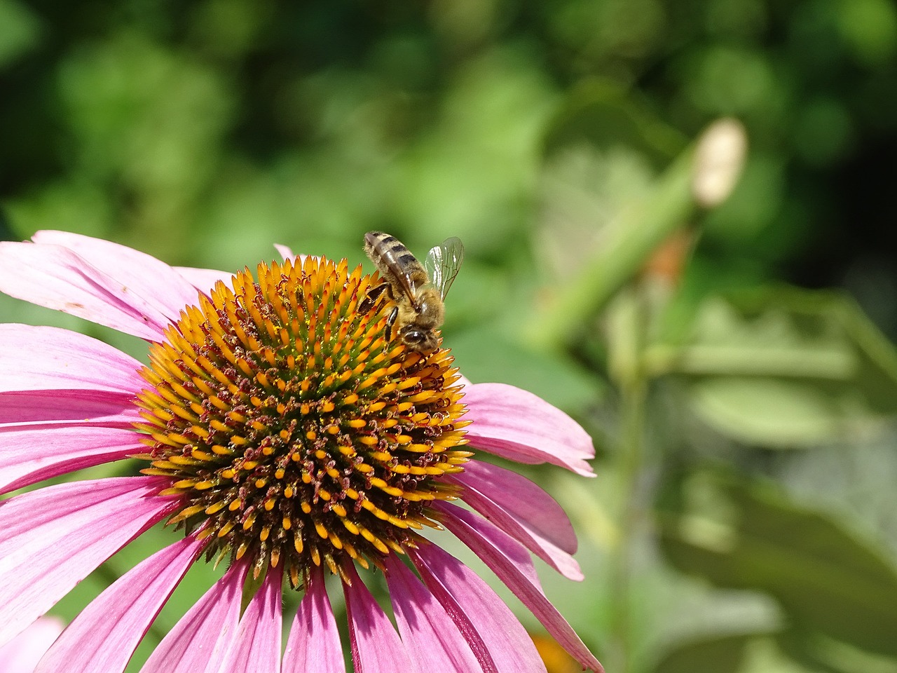 Bičių, Echinacea, Žalias, Gamta, Gėlė, Sparnai, Kraštovaizdis, Dažymas, Pavasaris, Echinacea Purpurea