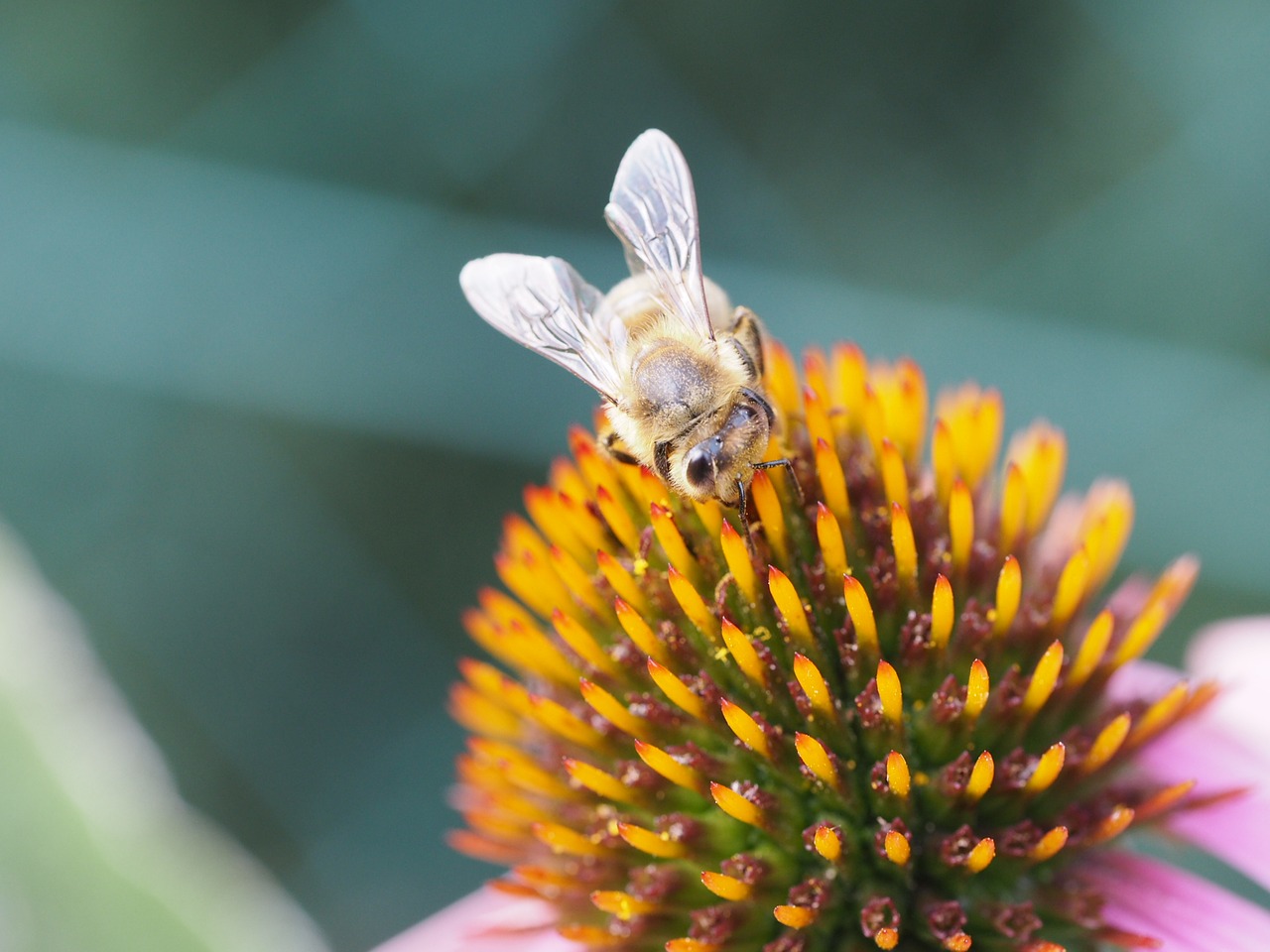 Bičių, Žiedas, Žydėti, Pabarstyti, Vasara, Saulė, Fonas, Fauna, Flora, Romantika