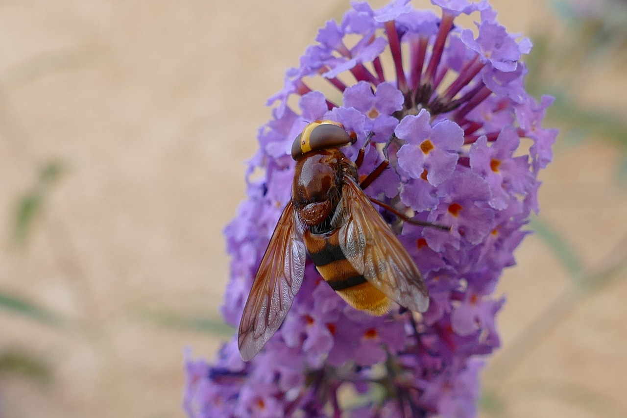 Время нектара. Пчела опыляет цветок фото. Какие цветы часто опыляют пчелы. Процесс переработки пчелами нектар в мед. Bee Bug Bug.