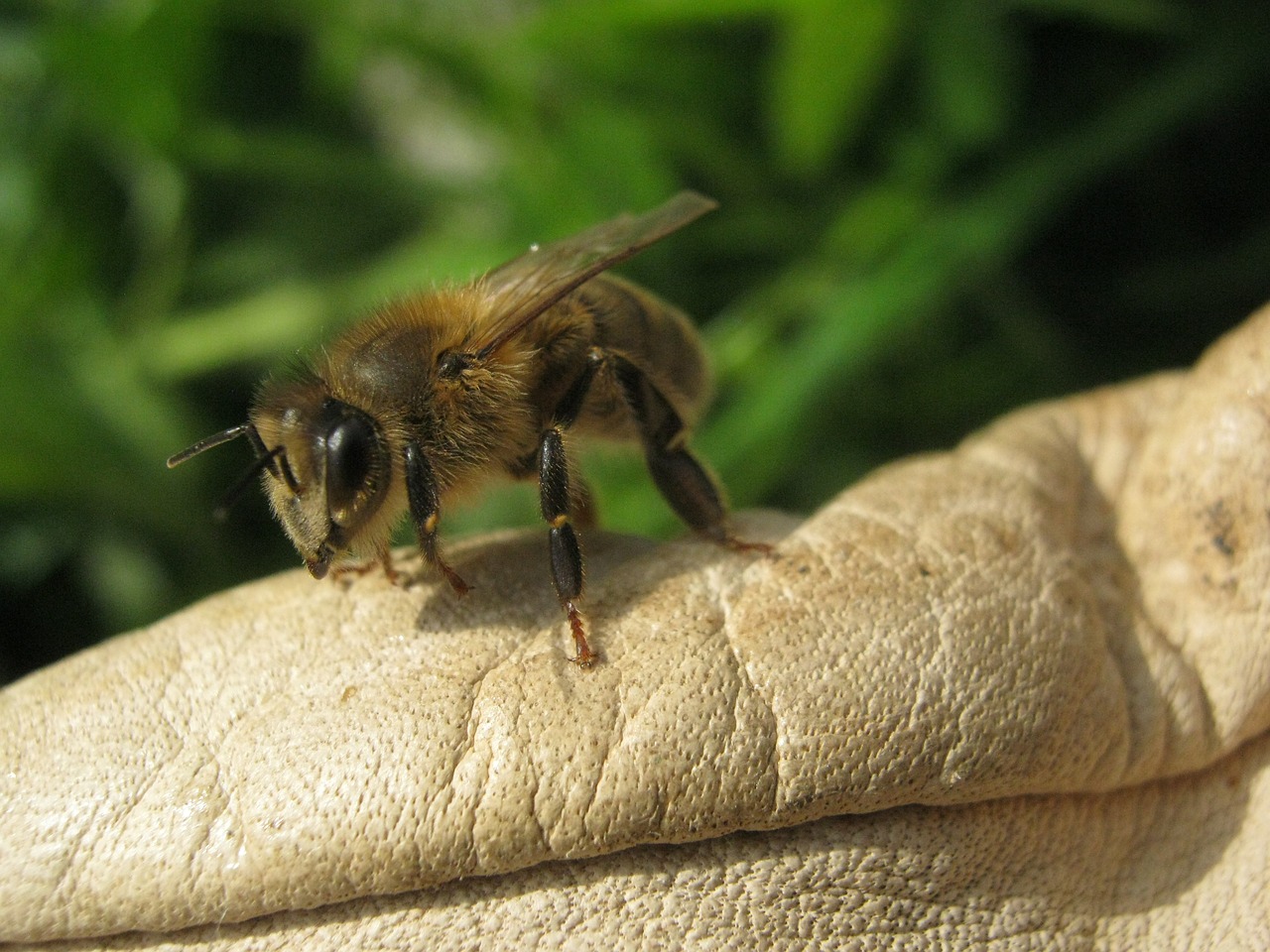 Bičių, Medaus Bitė, Vabzdys, Apis Mellifera, Nemokamos Nuotraukos,  Nemokama Licenzija