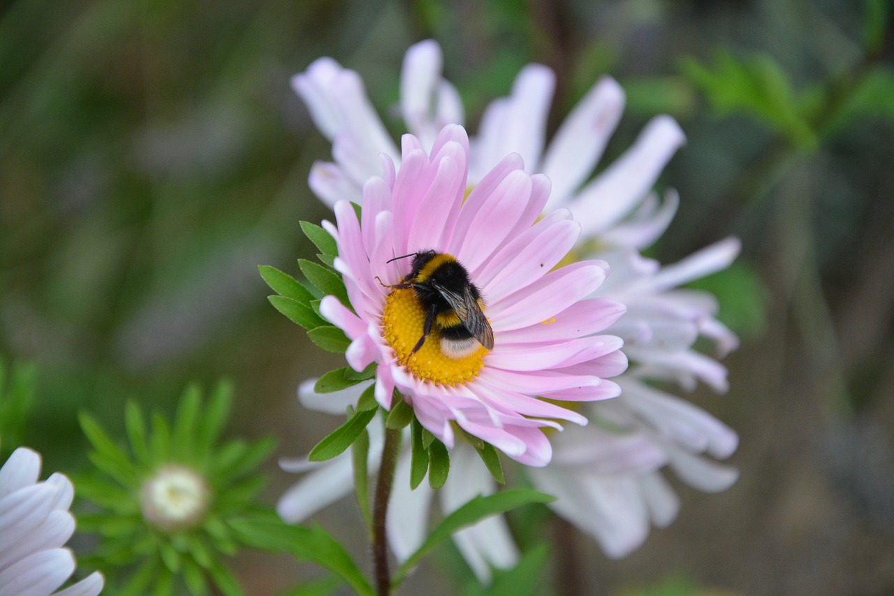Bičių, Gėlė, Pašaras, Vabzdžiai, Gamta, Apdulkintojas, Nemokamos Nuotraukos,  Nemokama Licenzija