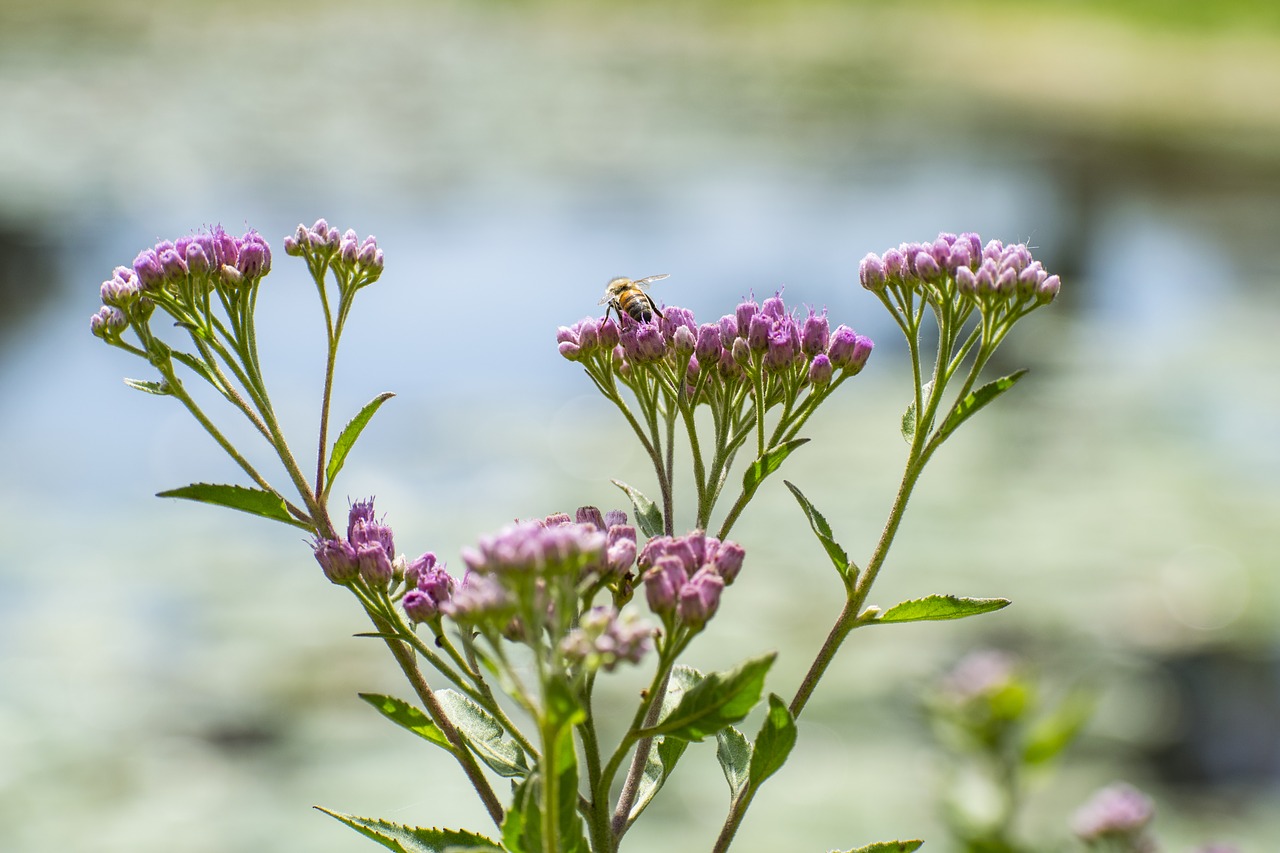 Bičių, Gėlė, Gamta, Violetinė, Bokeh, Nemokamos Nuotraukos,  Nemokama Licenzija