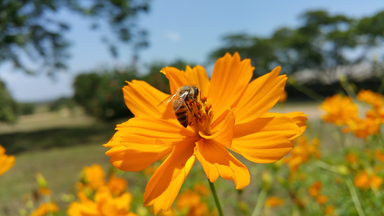 Bičių, Afrikiečių Bitė, Gėlė, Medis, Nemokamos Nuotraukos,  Nemokama Licenzija
