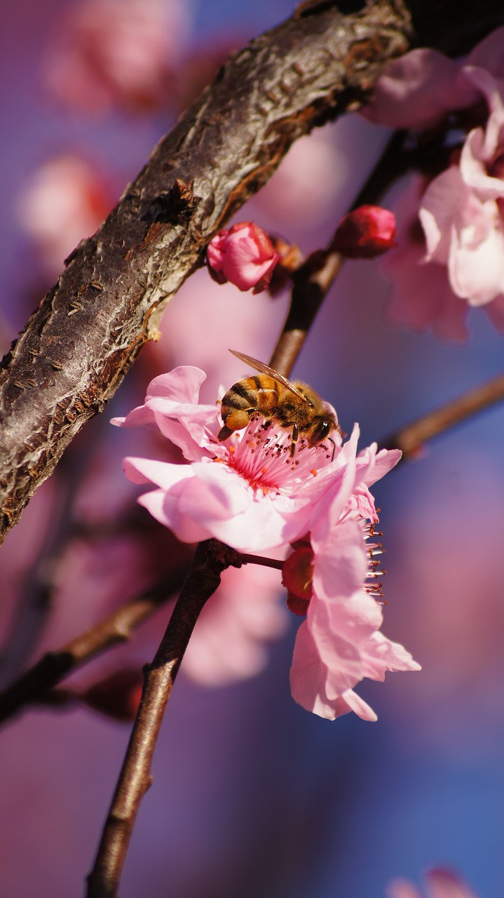 Bičių, Rožinė Gėlė, Bokeh, Makro, Nemokamos Nuotraukos,  Nemokama Licenzija