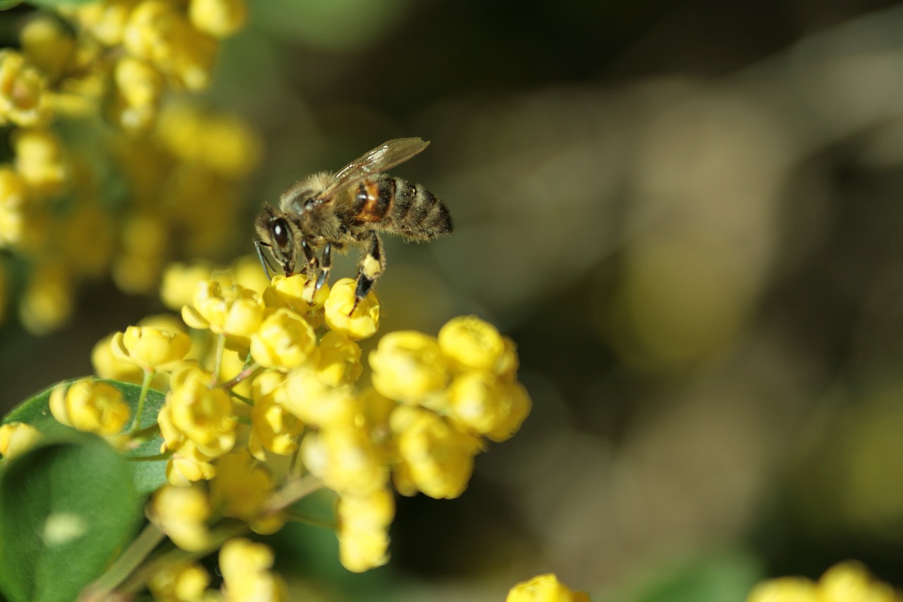 Bičių, Medis, Vasara, Gėlė, Makro, Nemokamos Nuotraukos,  Nemokama Licenzija