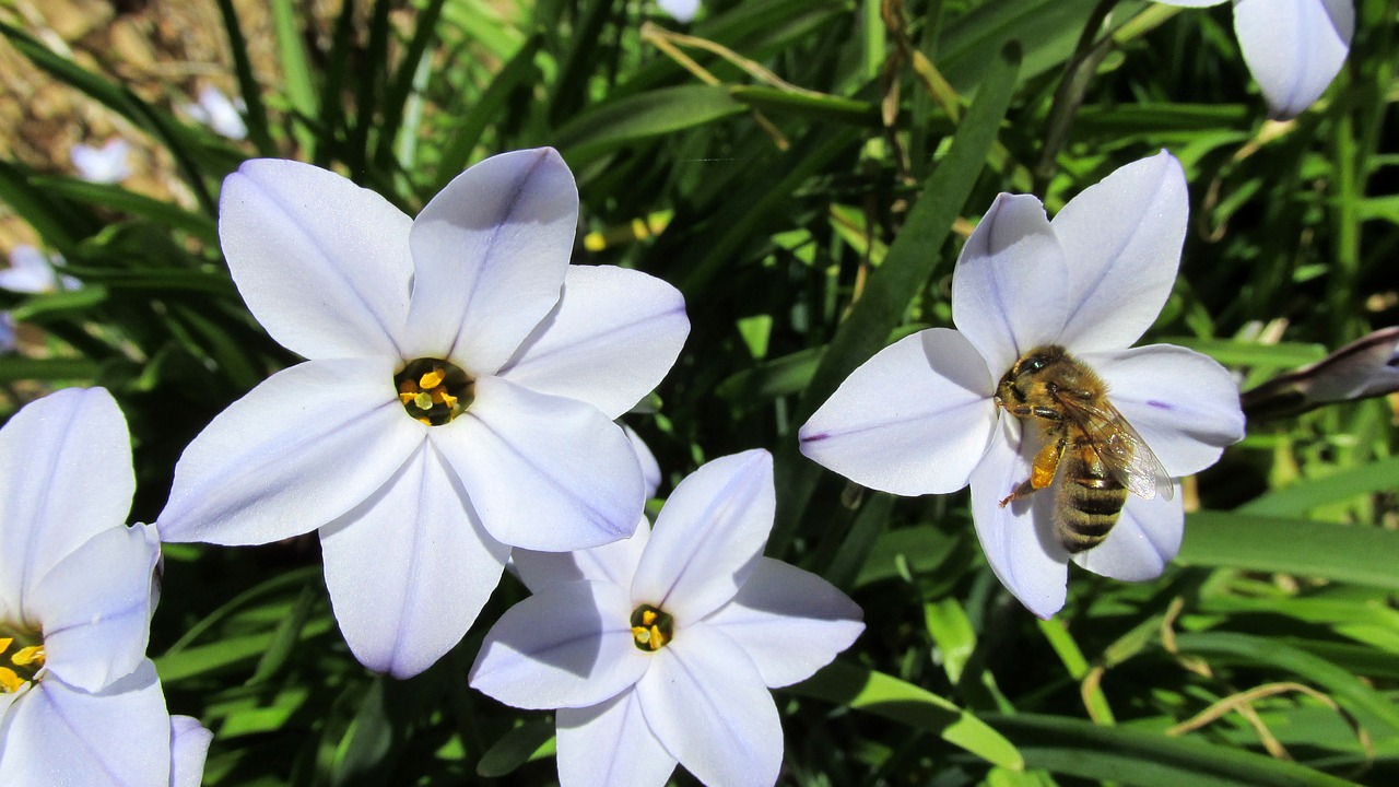 Bičių, On, Violetinė, Gėlė, Lemputė, Nemokamos Nuotraukos,  Nemokama Licenzija