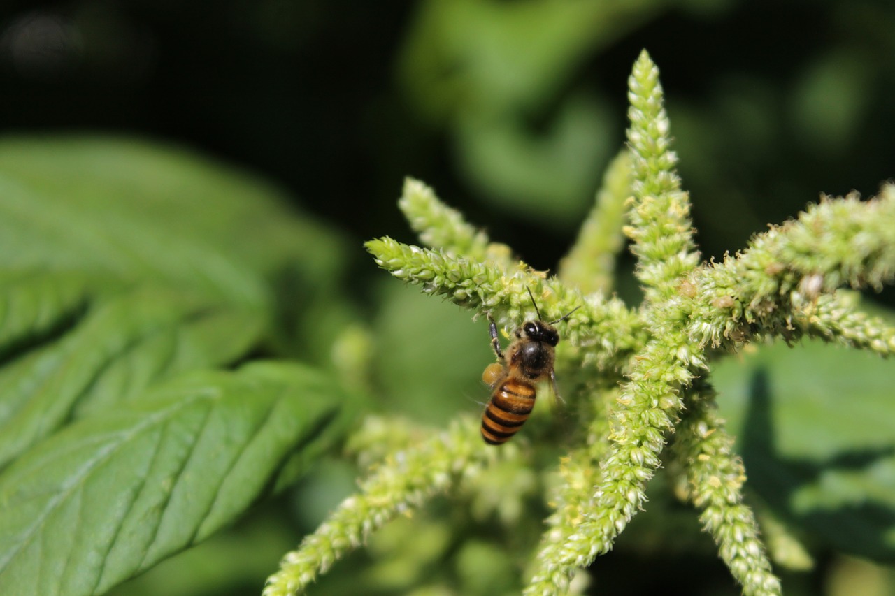 Bičių, Amaranth, Gėlės, Vabzdys, Nemokamos Nuotraukos,  Nemokama Licenzija