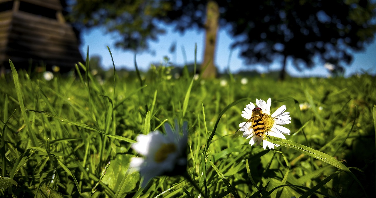 Bičių, Daisy, Pieva, Uždaryti, Makro, Pavasaris, Gamta, Vasara, Baltas Žiedas, Pavasario Pranašys