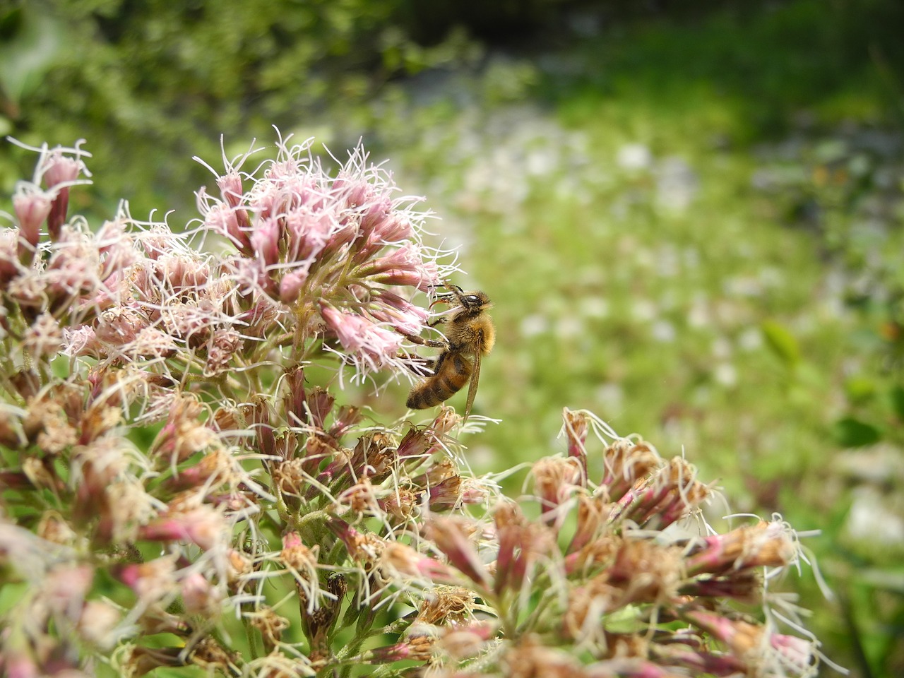 Bičių, Gyvūnas, Pašaras, Fauna, Flora, Gėlė, Makro, Gamta, Nemokamos Nuotraukos,  Nemokama Licenzija