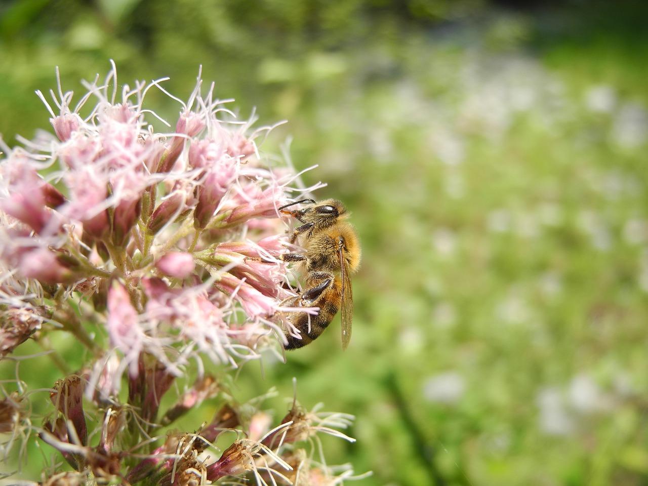 Bičių, Gyvūnas, Pašaras, Fauna, Flora, Gėlė, Makro, Gamta, Nemokamos Nuotraukos,  Nemokama Licenzija