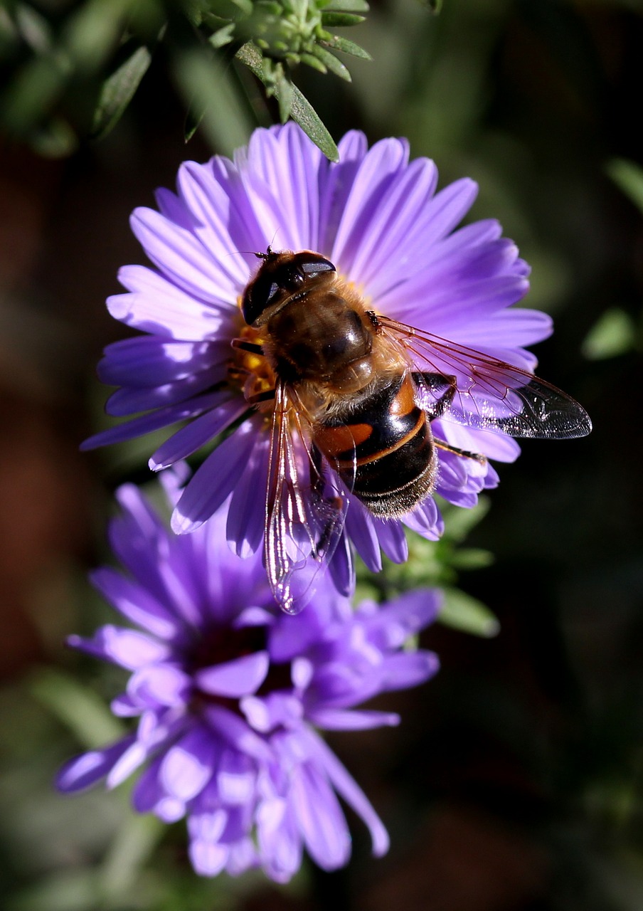 Bičių, Gėlė, Mov, Insekta, Apdulkinimas, Nemokamos Nuotraukos,  Nemokama Licenzija
