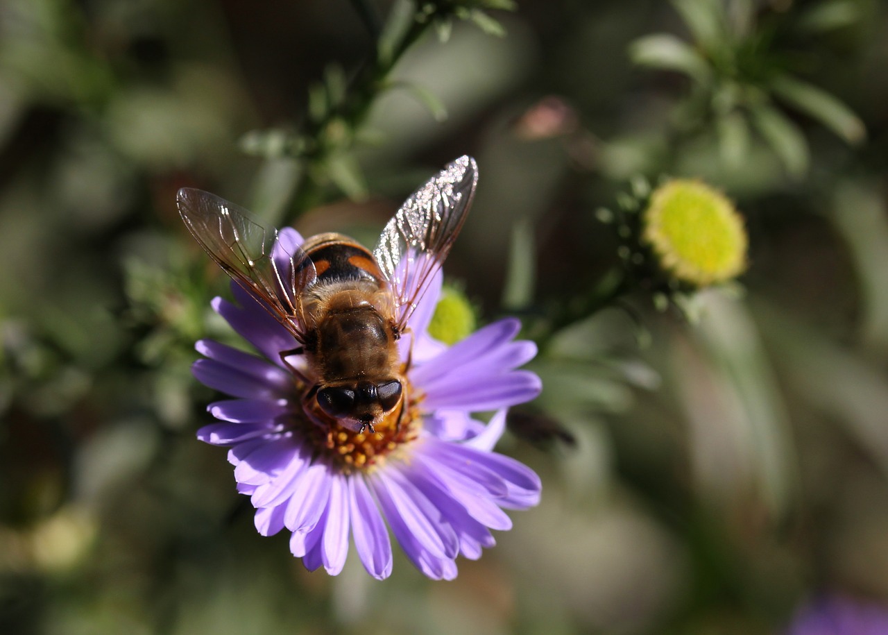 Bičių, Gėlė, Mov, Insekta, Apdulkinimas, Nemokamos Nuotraukos,  Nemokama Licenzija