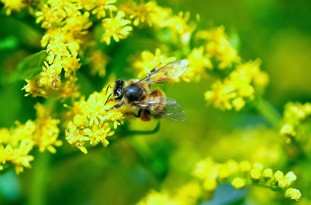 Bičių, Makro, Daisy, Geltona, Gėlė, Geltona Gėlė, Nemokamos Nuotraukos,  Nemokama Licenzija