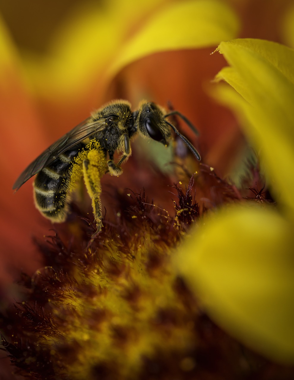 Bičių, Gamta, Gėlė, Oranžinė, Makro, Iš Arti, Nemokamos Nuotraukos,  Nemokama Licenzija