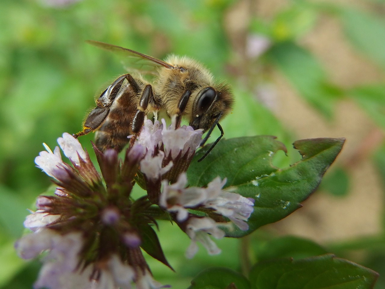 Bičių, Mėtų, Vabzdys, Violetinė, Gėlės, Nemokamos Nuotraukos,  Nemokama Licenzija