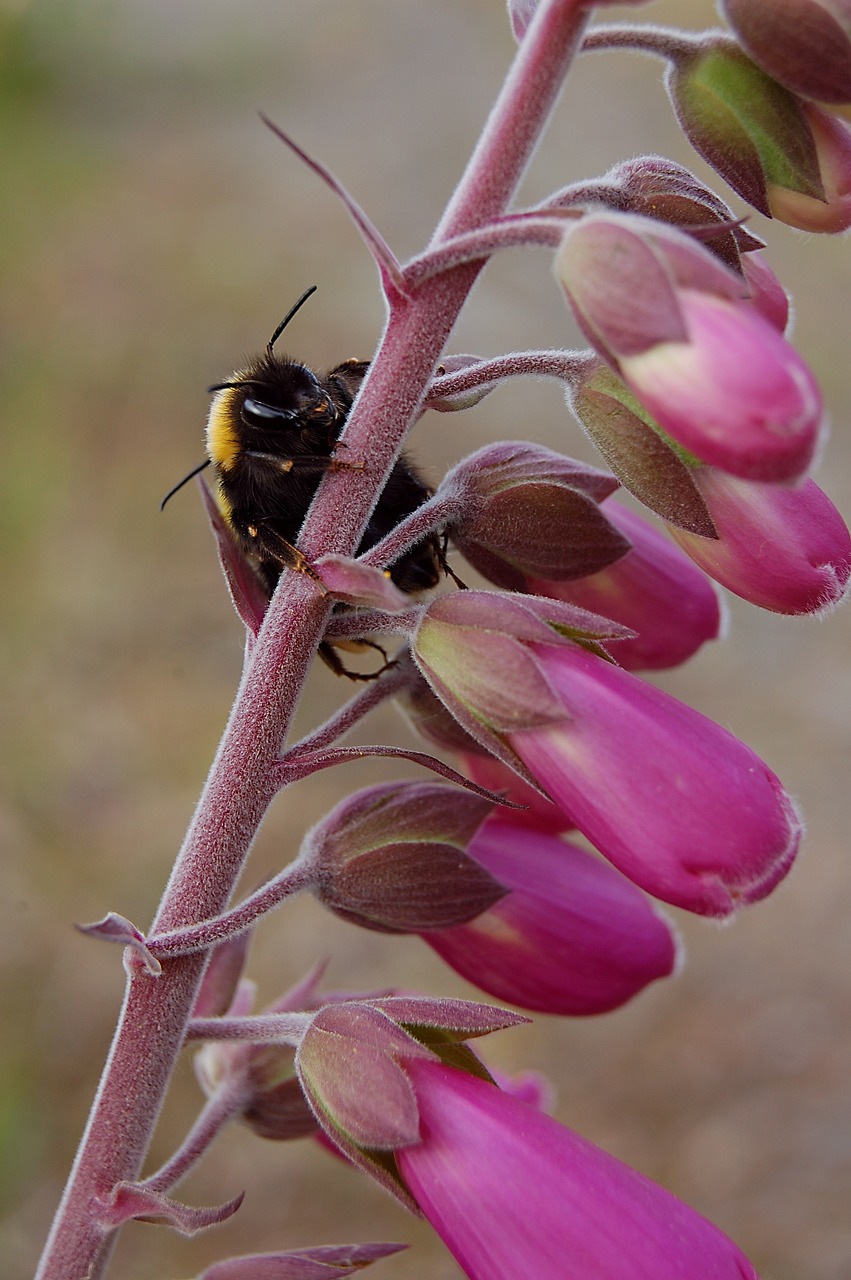 Bičių, Stiebas, Foxglove, Digitalis, Medaus Bitė, Vabzdys, Makro, Gėlė, Europietis, Sėdi