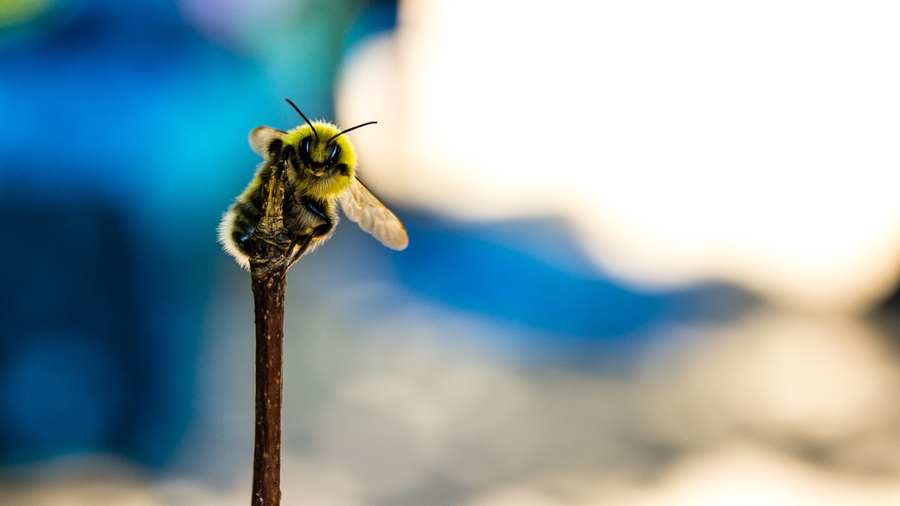 Bičių, Laukinės Gamtos Fotografija, Uždaryti, Makro, Gamta, Medus, Pavasaris, Pabarstyti, Medaus Bitė, Vabzdys