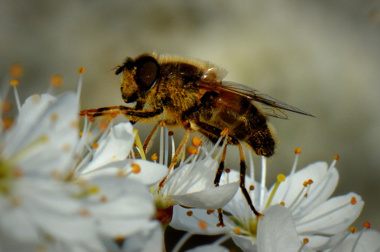 Bičių, Klaida, Gyvūnas, Žiedas, Makro, Nemokamos Nuotraukos,  Nemokama Licenzija