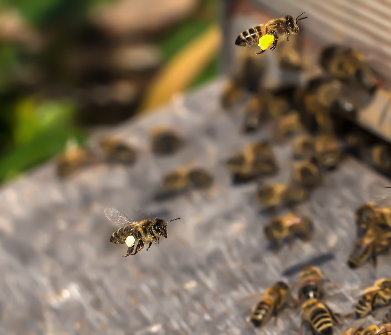 Bičių,  Avilys,  Vabzdys,  Medus,  Bites Stand,  Medaus Bitė,  Bitininkystė,  Apdulkinimas,  Gamta,  Uždaryti