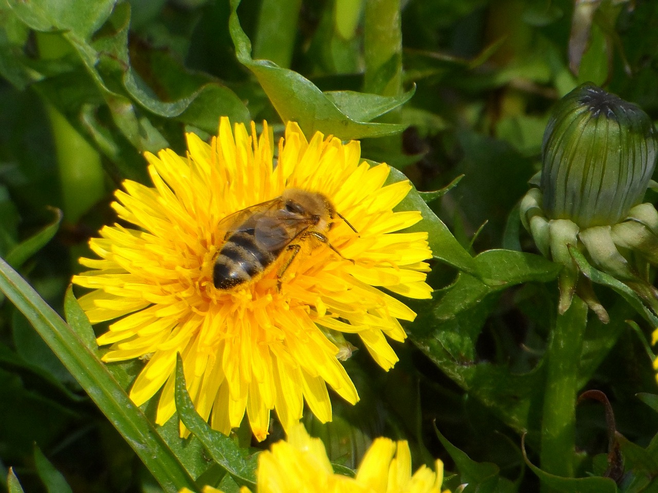 Bičių, Sonchus Oleraceus, Gėlės, Nemokamos Nuotraukos,  Nemokama Licenzija