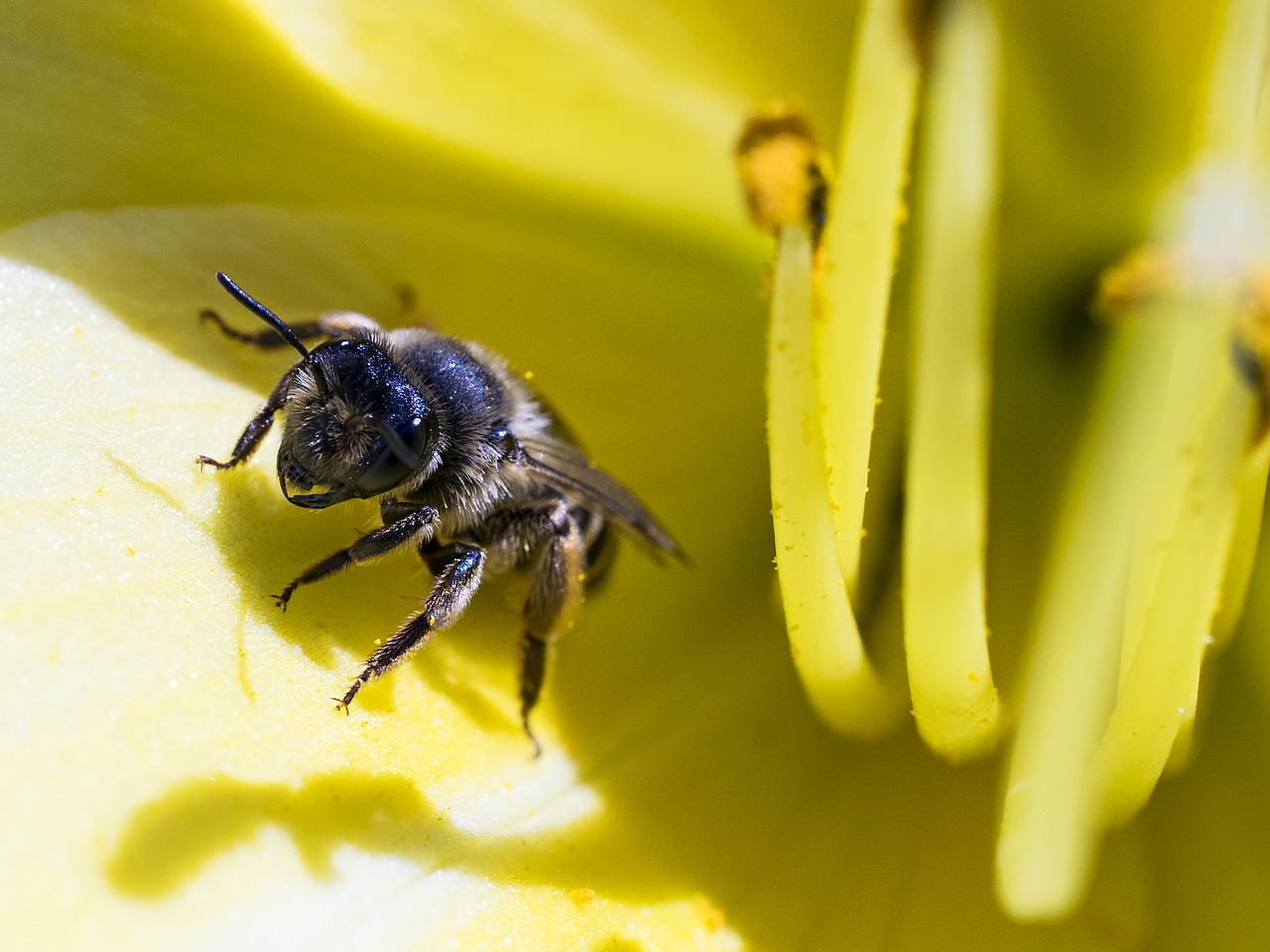 Bičių,  Makro,  Makrofotografija,  Fotografavimas Arti Kraštovaizdis,  Gyvūnų Pasaulis,  Uždaryti,  Žiedadulkės,  Žiedas,  Žydėti,  Vabzdys