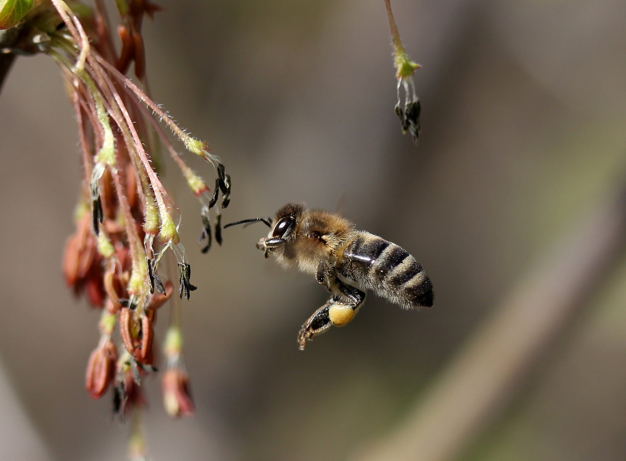 Bičių,  Skrydis,  Apdulkinimas,  Insecta,  Pobūdį,  Pavasaris, Nemokamos Nuotraukos,  Nemokama Licenzija