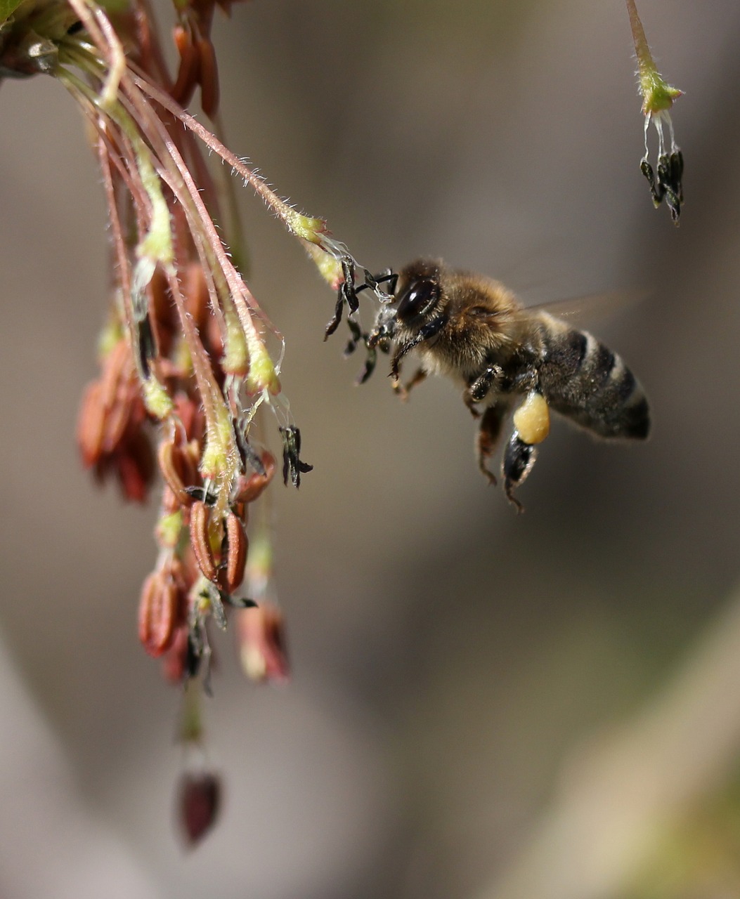 Bičių,  Skrydis,  Apdulkinimas,  Insecta,  Pobūdį,  Pavasaris, Nemokamos Nuotraukos,  Nemokama Licenzija