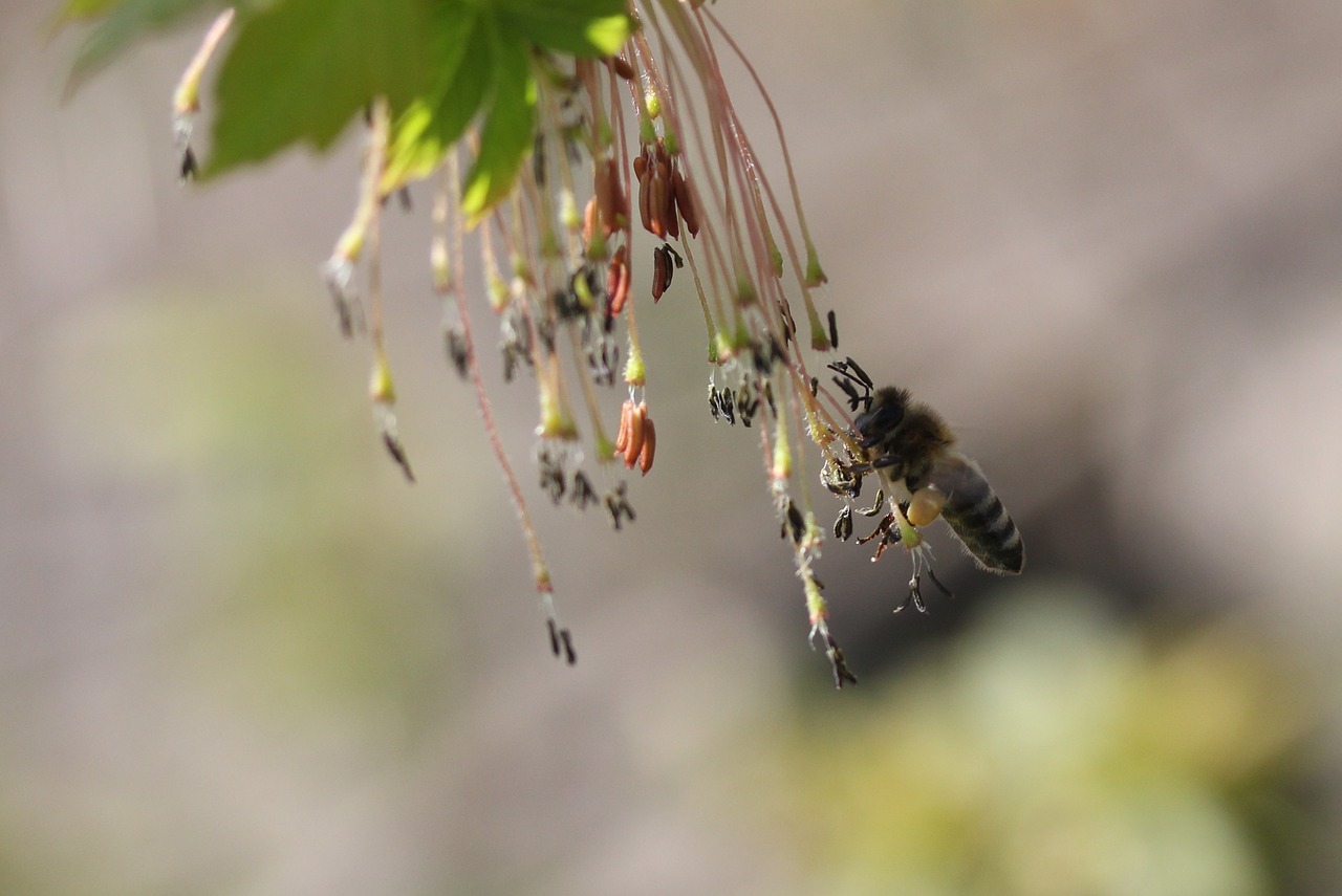 Bičių,  Skrydis,  Apdulkinimas,  Insecta,  Pobūdį,  Pavasaris, Nemokamos Nuotraukos,  Nemokama Licenzija