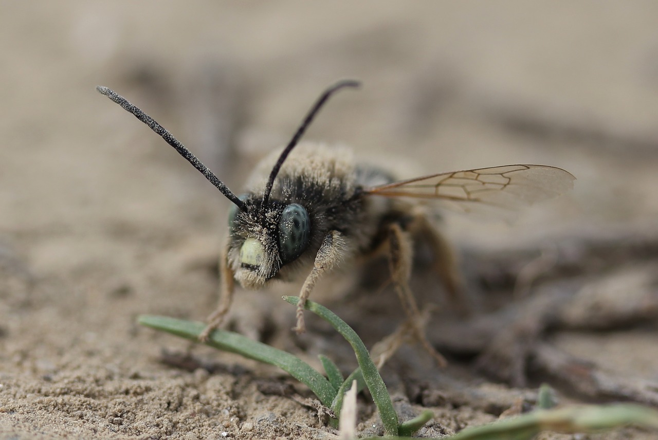 Bičių,  Laukinių,  Insecta,  Žemės,  Makro, Nemokamos Nuotraukos,  Nemokama Licenzija