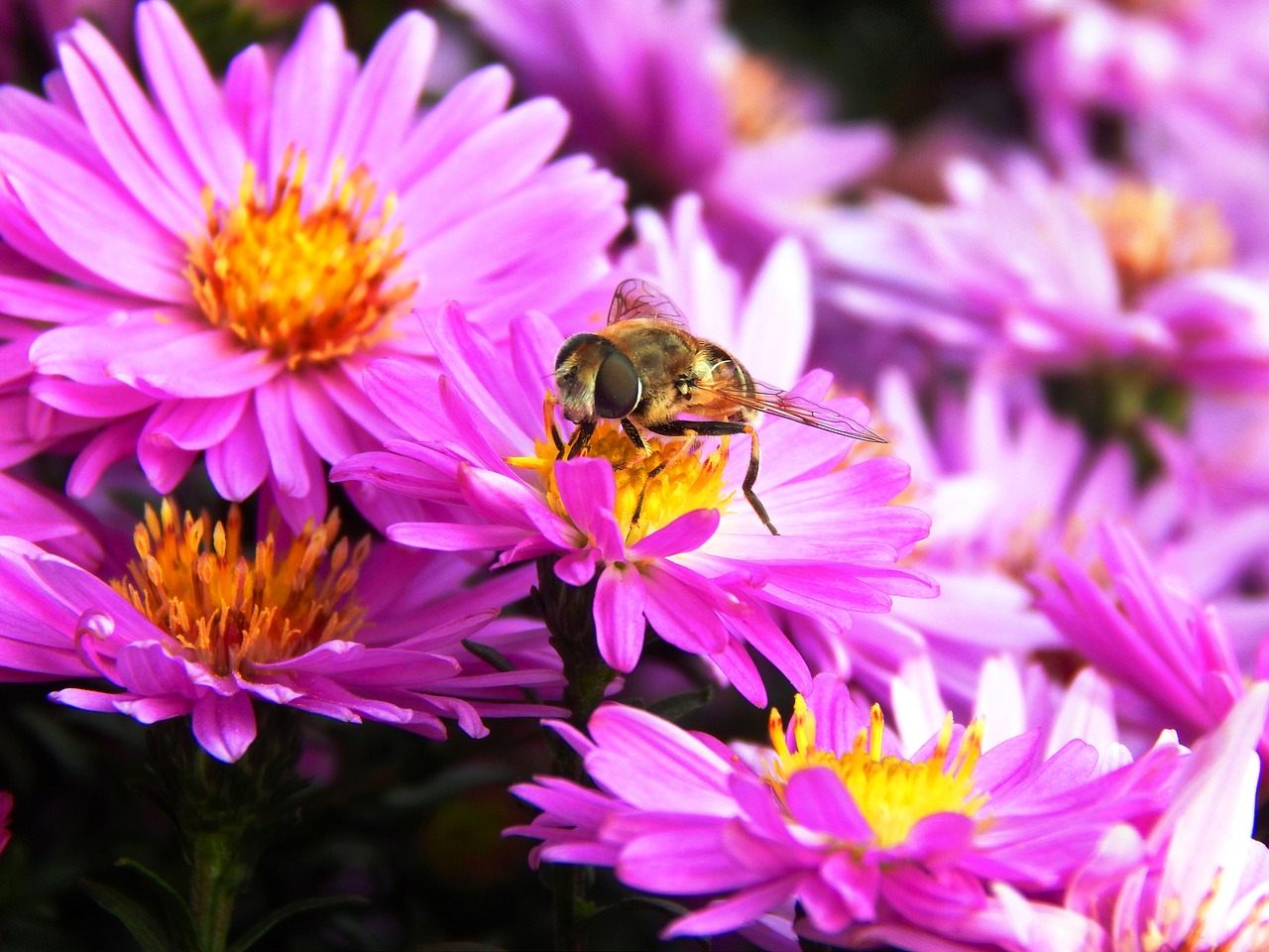 Bičių,  Gėlė,  Vabzdys,  Medaus Bitė,  Pobūdį,  Bitės,  Apdulkinimas,  Makro,  Gėlės,  Pavasaris