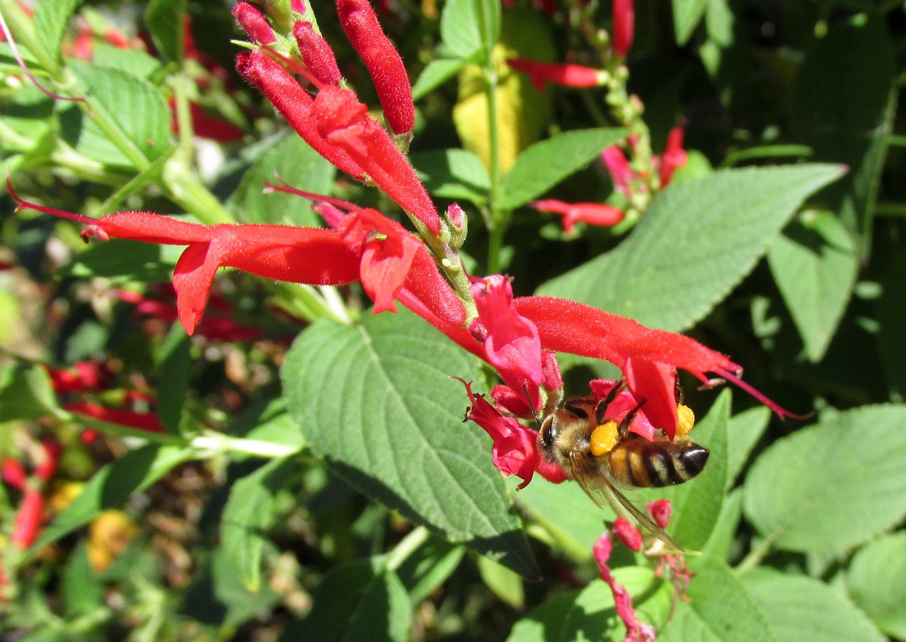 Bičių,  Pobūdį,  Lapų,  Floros,  Sodas,  Gėlė, Nemokamos Nuotraukos,  Nemokama Licenzija