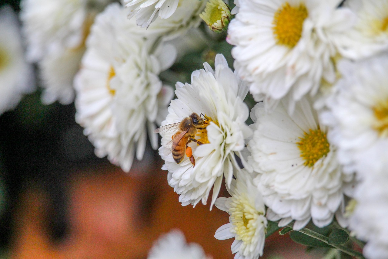 Bičių,  Gėlė,  Floros,  Pobūdį,  Sezonas,  Sodas, Nemokamos Nuotraukos,  Nemokama Licenzija