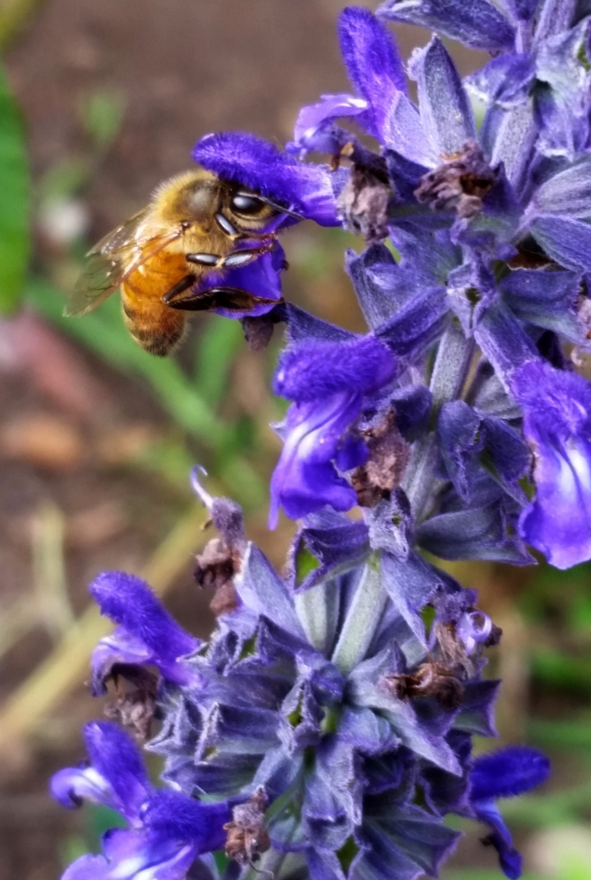 Bičių,  Pobūdį,  Gėlė,  Floros,  Lauke,  Sodas, Nemokamos Nuotraukos,  Nemokama Licenzija