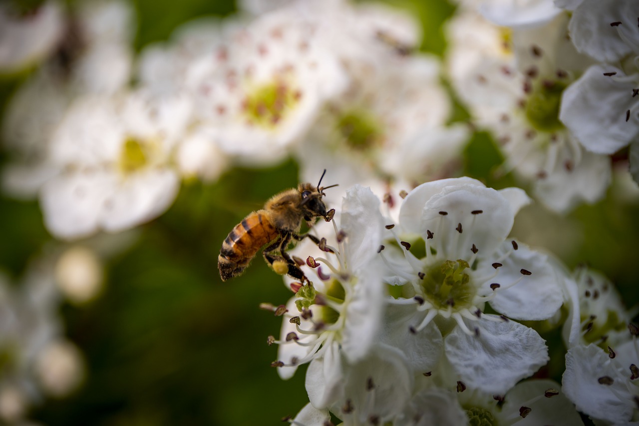 Bičių,  Floros,  Pobūdį,  Sodas,  Žiedas,  Gyvūnas, Nemokamos Nuotraukos,  Nemokama Licenzija