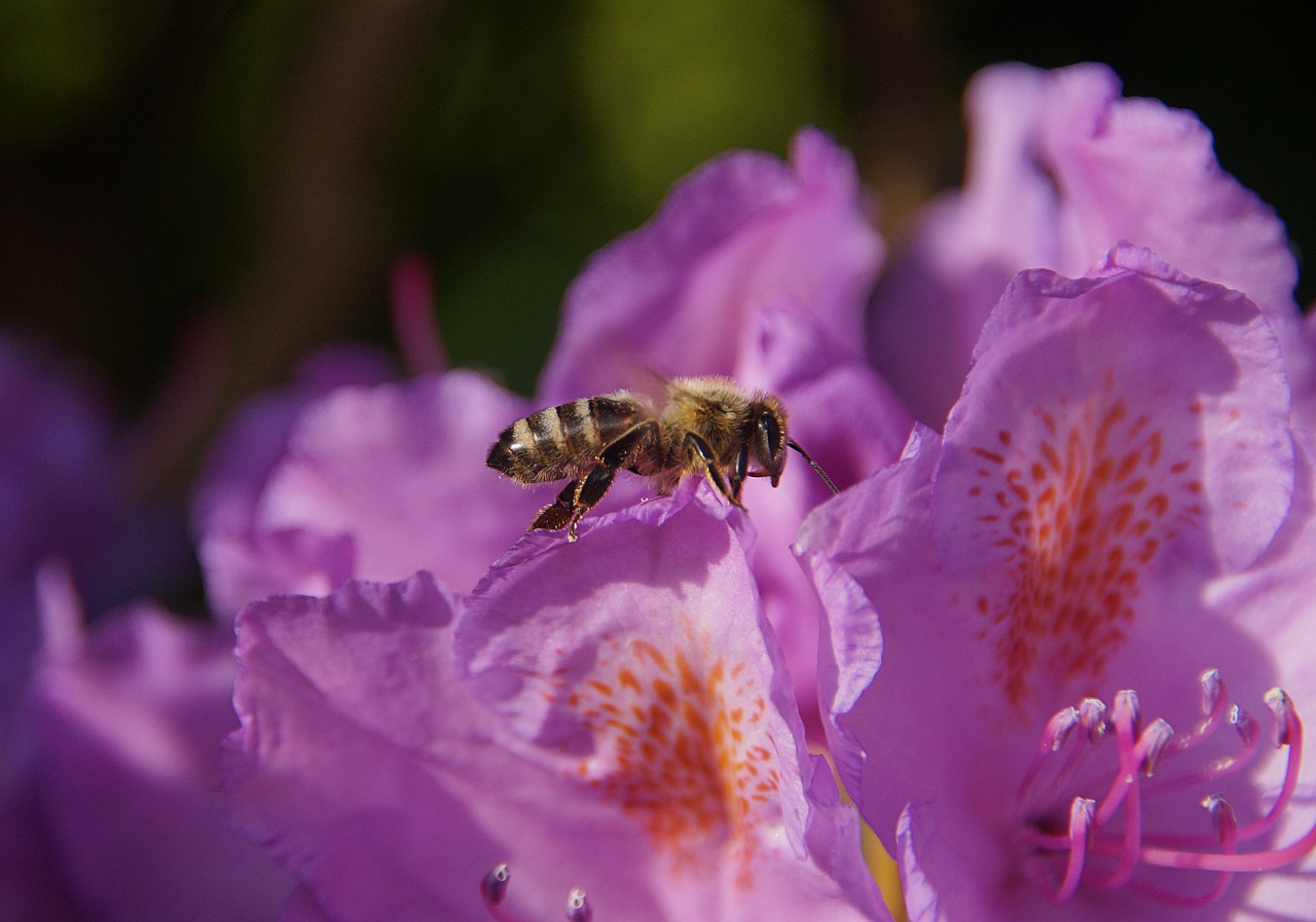 Bičių,  Rododendrai,  Violetinė,  Gėlė,  Sodas,  Krūmas,  Rhododendron Žiedai,  Pavasaris,  Meistriškos,  Medus