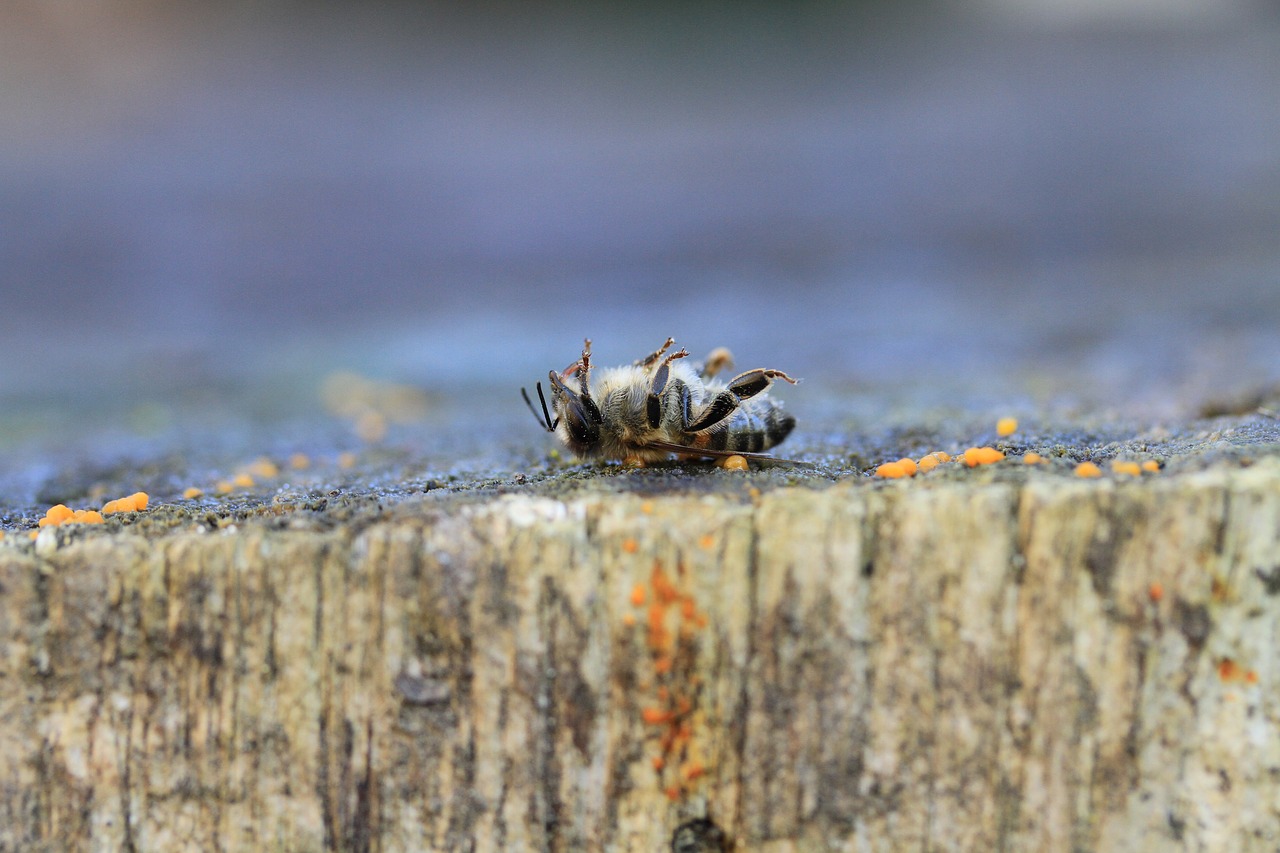 Bičių,  Miręs,  Pesticidai,  Makro,  Varroa,  Vabzdžiai,  Dulkintojo,  Sodas,  Pobūdį,  Medus