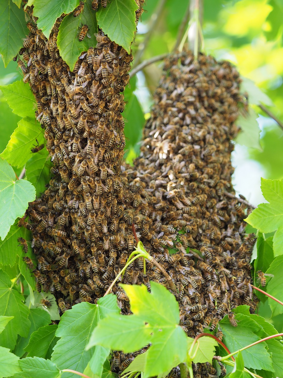 Bičių,  Spiečius,  Bičių Spiečius,  Vabzdys,  Medaus Bitė, Nemokamos Nuotraukos,  Nemokama Licenzija