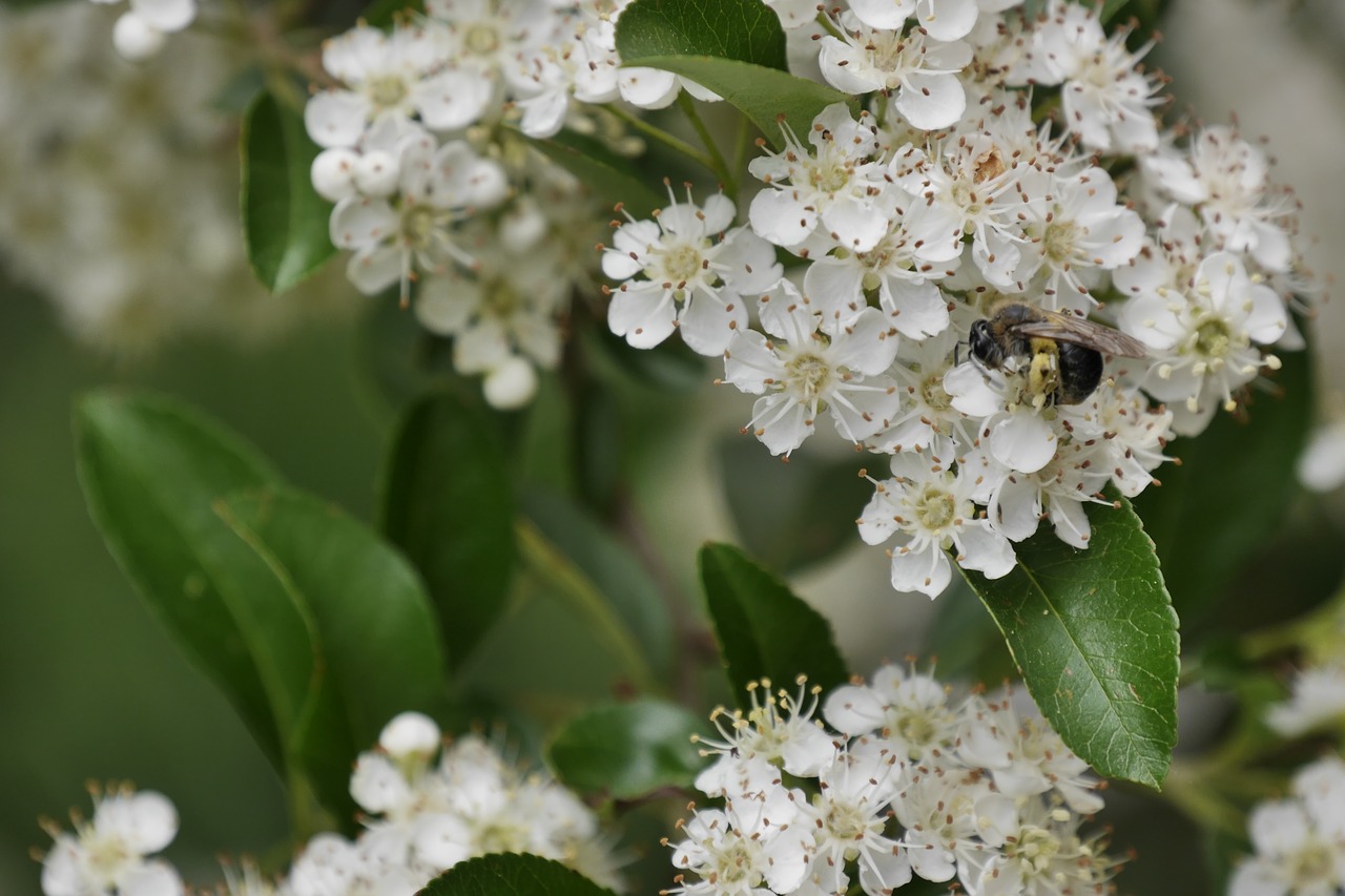 Bičių,  Firethorn,  Vasara,  Žiedas, Nemokamos Nuotraukos,  Nemokama Licenzija