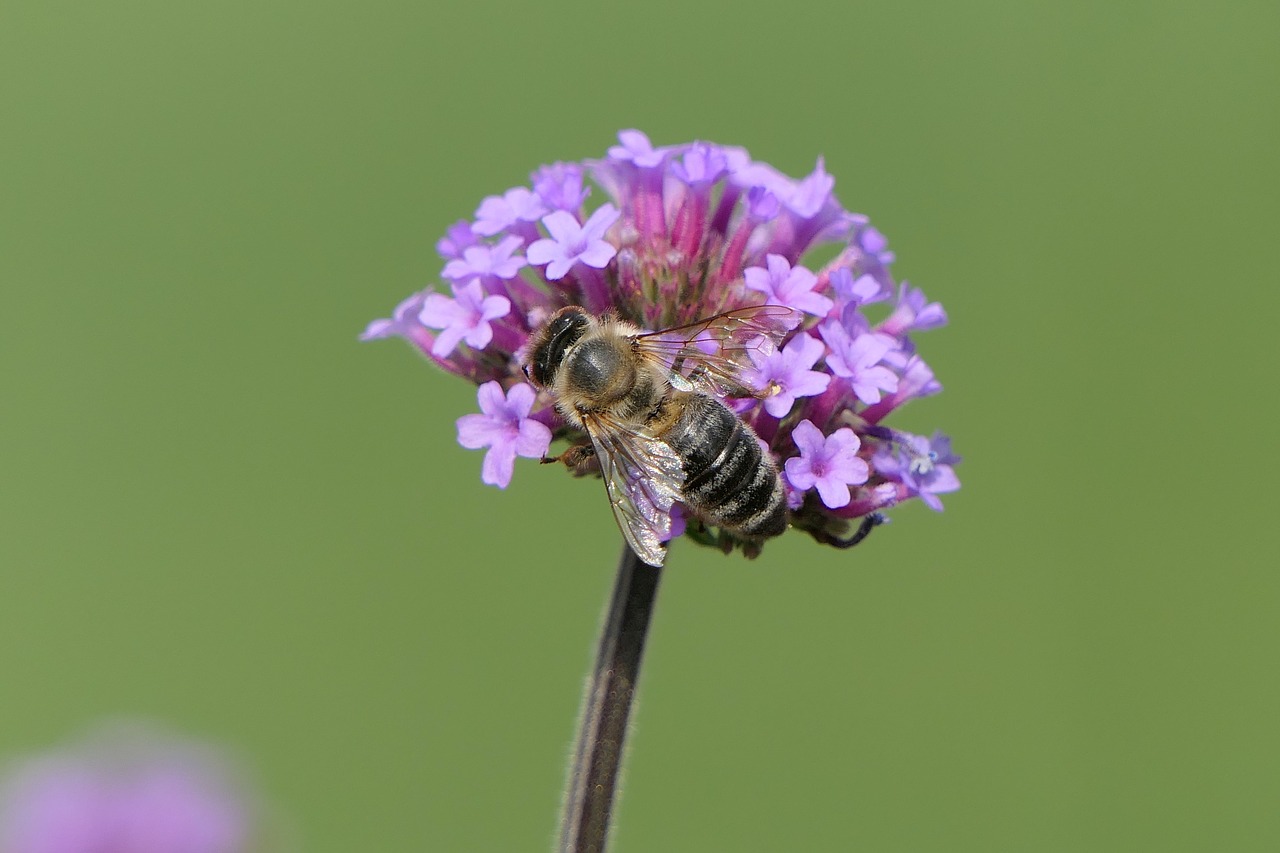 Bičių,  Gėlė,  Iš Arti,  Makro,  Vabzdys,  Violetinė Gėlė,  Augalų,  Sodas, Nemokamos Nuotraukos,  Nemokama Licenzija