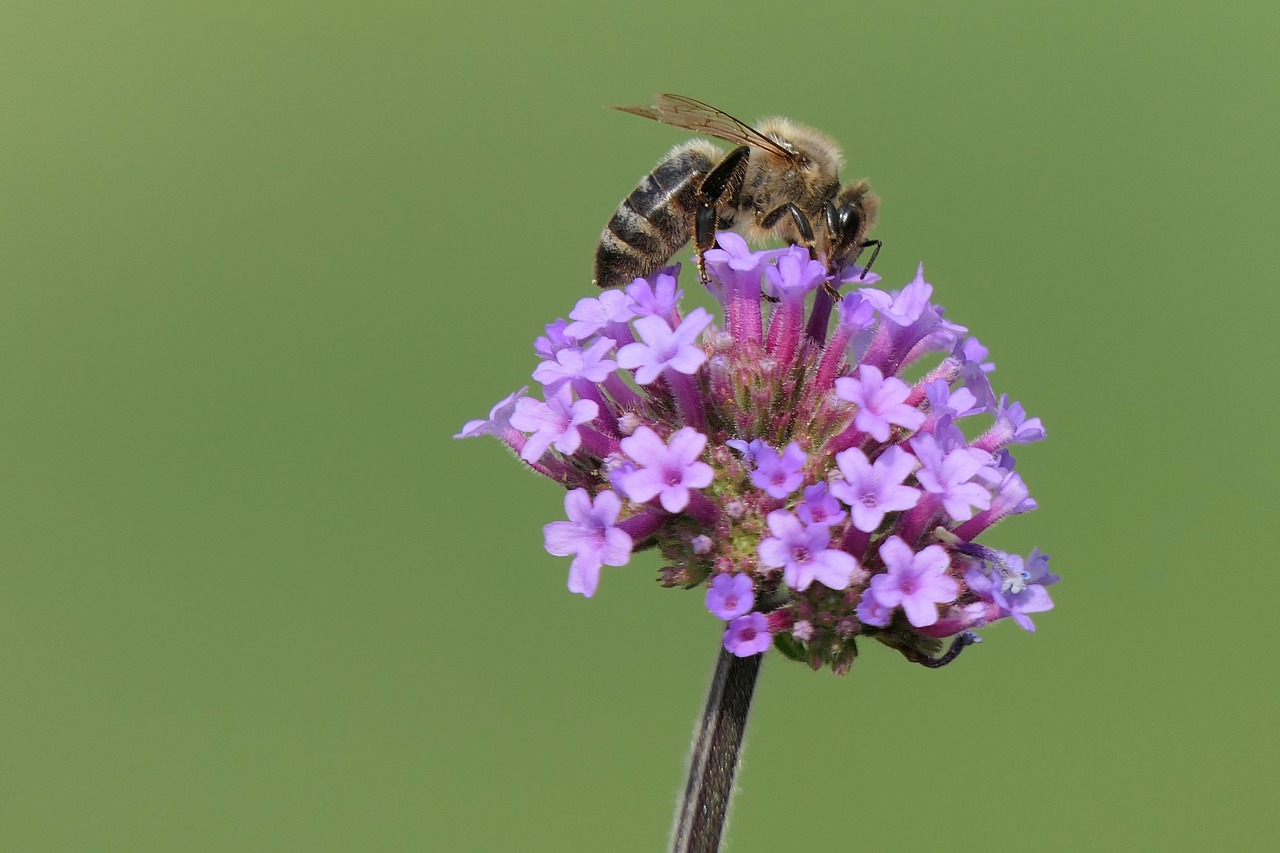 Bičių,  Gėlė,  Iš Arti,  Makro,  Vabzdys,  Violetinė Gėlė,  Augalų,  Sodas, Nemokamos Nuotraukos,  Nemokama Licenzija