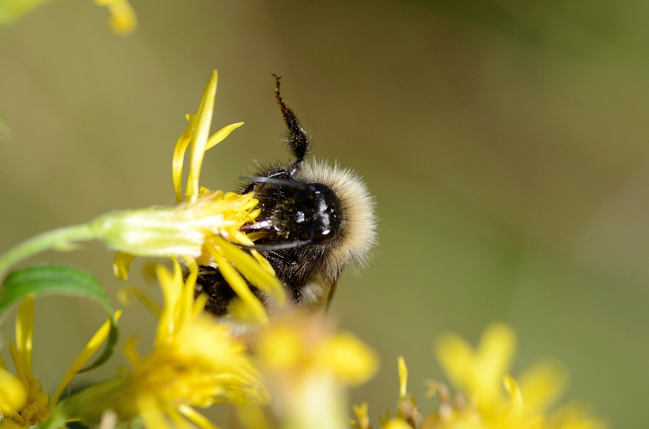 Bičių,  Gėlė,  Makro,  Augalų,  Geltona, Nemokamos Nuotraukos,  Nemokama Licenzija