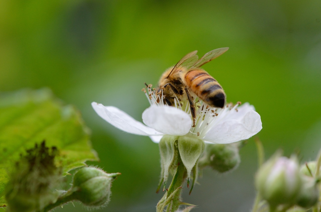 Bičių,  Gėlė,  Makro,  Augalų,  Baltas, Nemokamos Nuotraukos,  Nemokama Licenzija