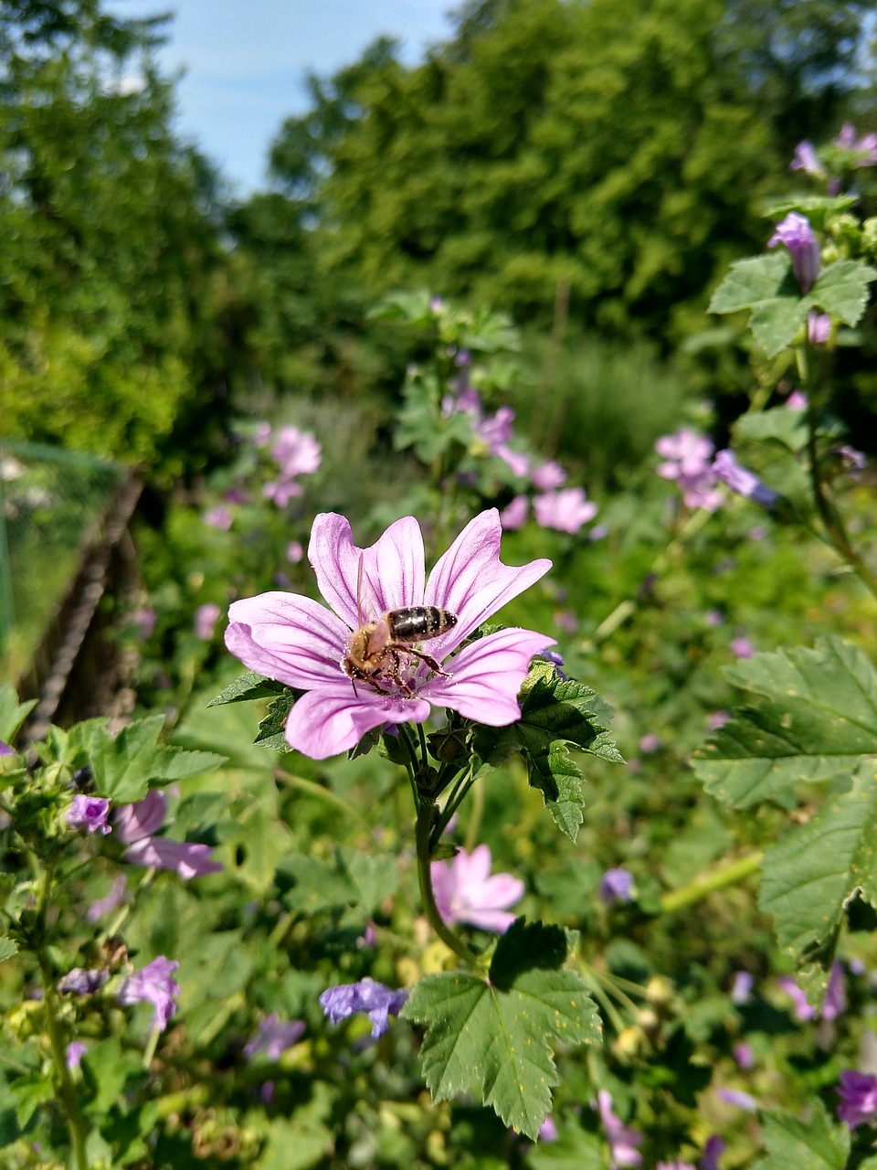 Bičių,  Gėlė,  Violetinė,  Pobūdį,  Vasara, Nemokamos Nuotraukos,  Nemokama Licenzija