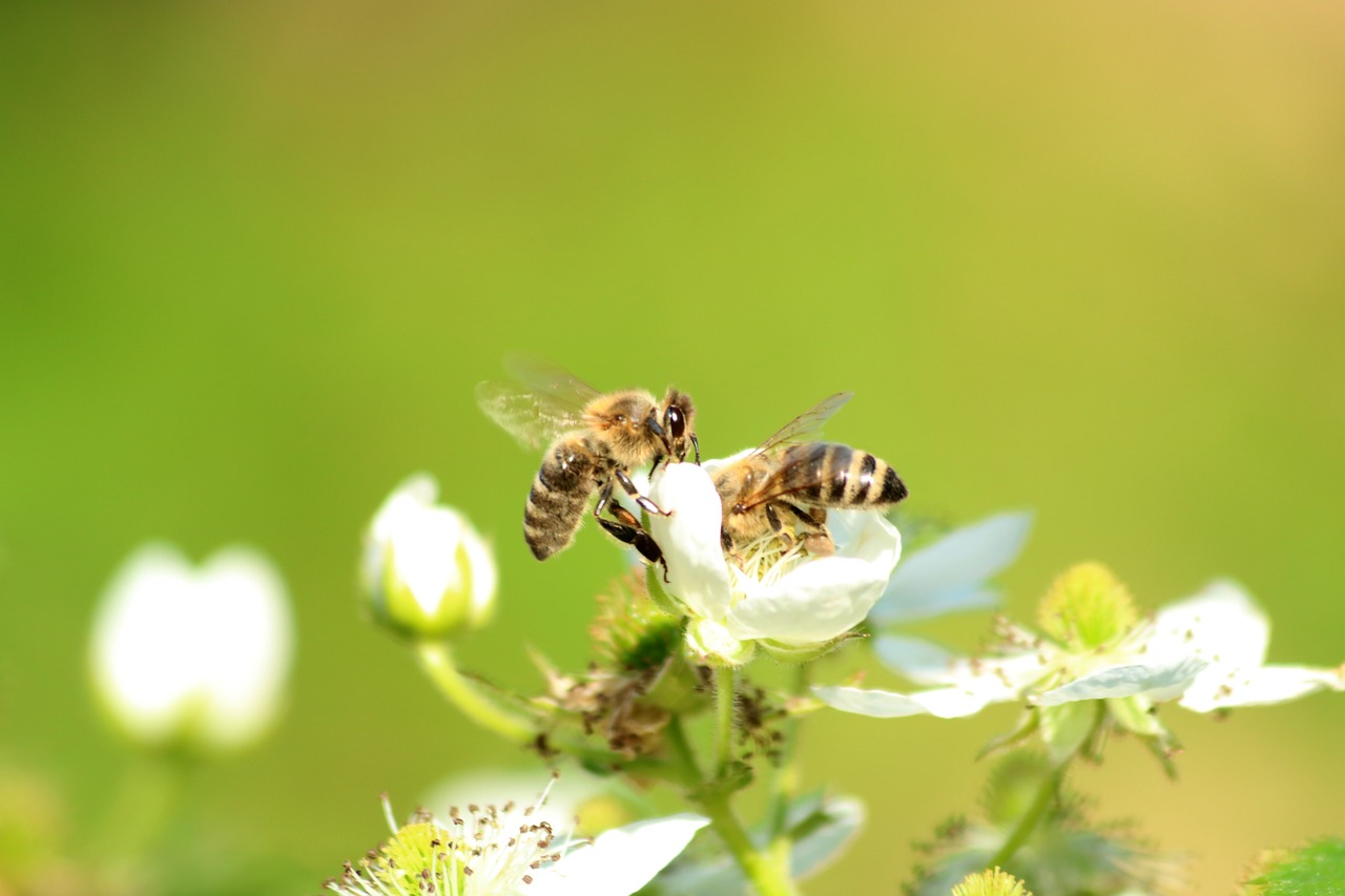 Bičių,  Dulkinti,  Gėlė,  Vabzdys,  Makro,  Pobūdį,  Pavasaris, Nemokamos Nuotraukos,  Nemokama Licenzija