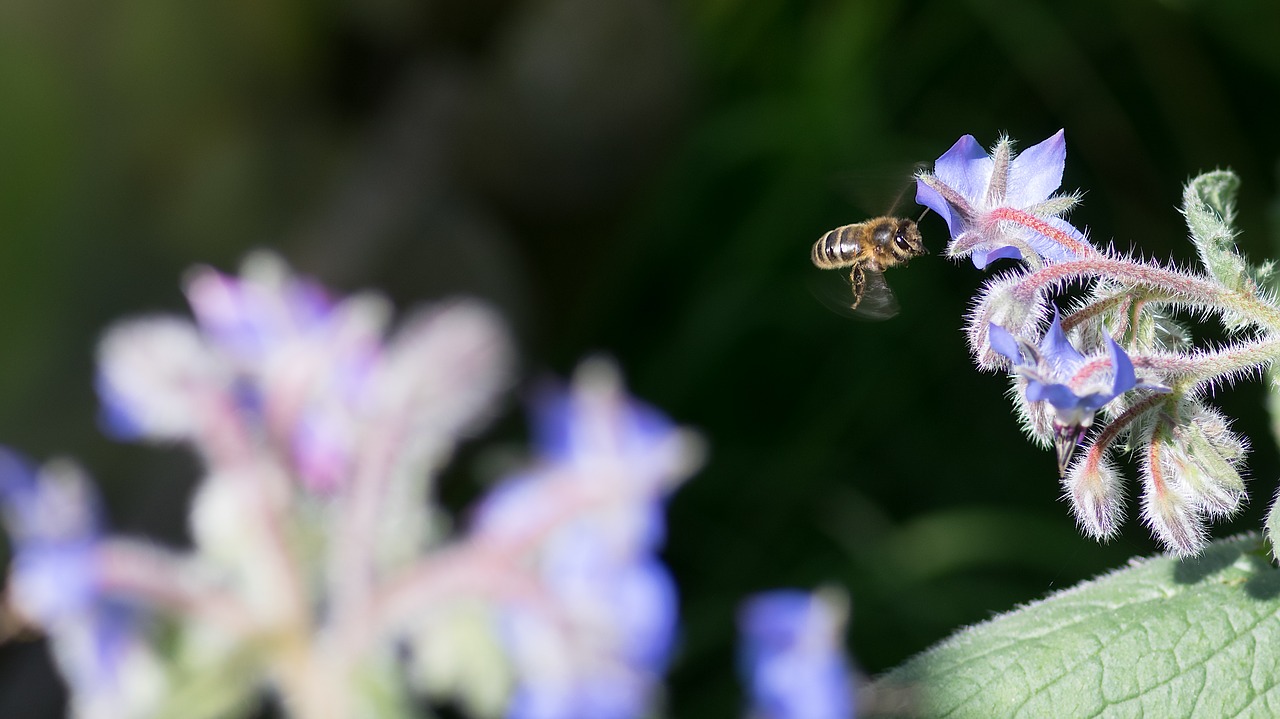 Bičių,  Agurklė,  Bitės,  Vabzdžiai,  Biologinės Įvairovės, Nemokamos Nuotraukos,  Nemokama Licenzija