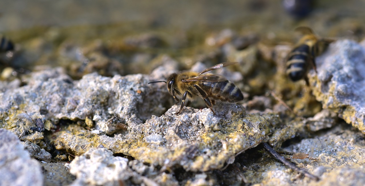 Bičių,  Akmuo,  Nuskaityti,  Vabzdys,  Skrydžių Vabzdžių,  Juostelės,  Žemės,  Toli,  Rokas,  Žemė