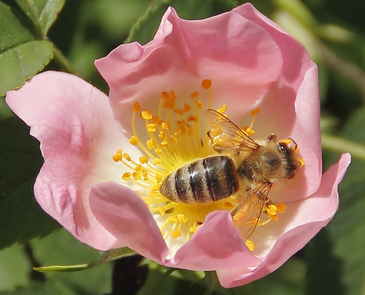 Bičių, Vabzdžių Žydėjimas, Makro, Gamta, Pavasaris, Nemokamos Nuotraukos,  Nemokama Licenzija