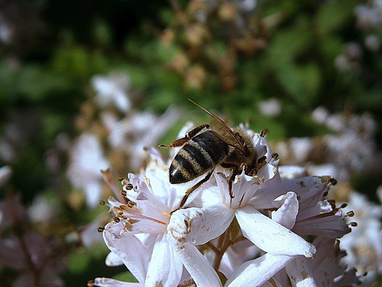 Bičių, Bitės, Medaus Bitė, Vabzdys, Darbuotojas Viduje, Karalienė, Plaukai, Hymenoptera, Apdulkinimas, Žiedadulkės