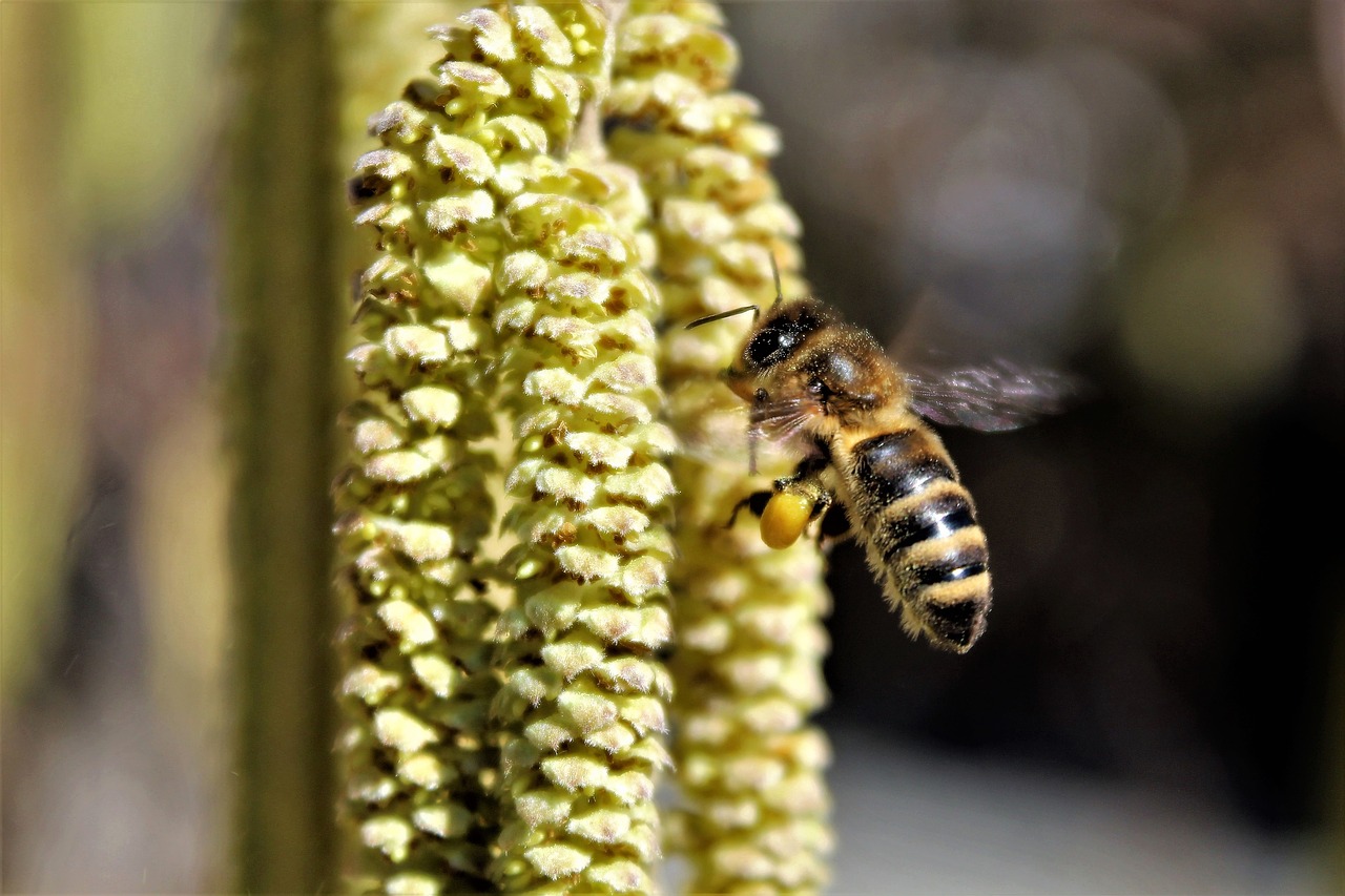 Пыльца растений собранная пчелой. Пчела с пыльцой. Пчелы на орешнике. Пчела собирает пыльцу. Пчела с пыльцой на лапках.
